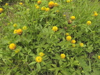 Trifolium badium1