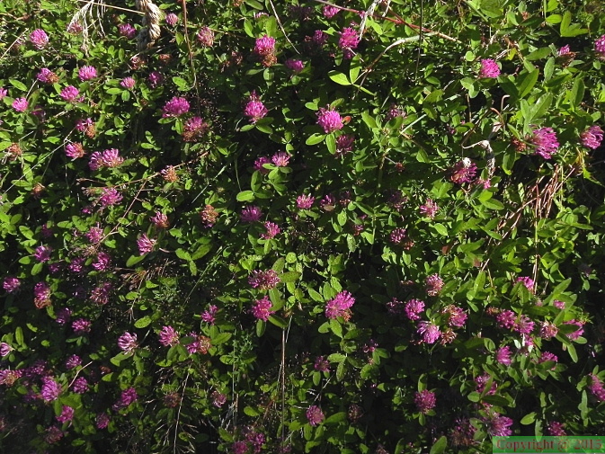 Trifolium_medium1.JPG