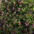 Trifolium medium1