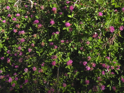 Trifolium medium1