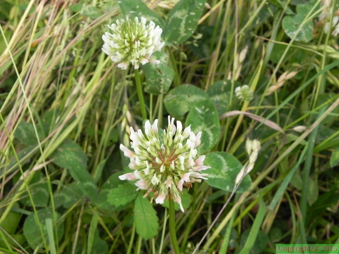 Trifolium_repens1.JPG