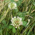 Trifolium repens1
