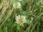 Trifolium repens1