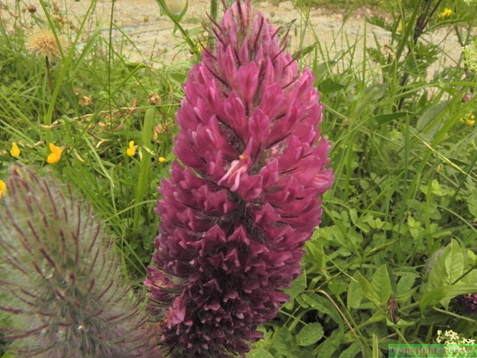 Trifolium rubens1