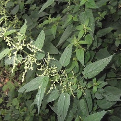 Urticacées