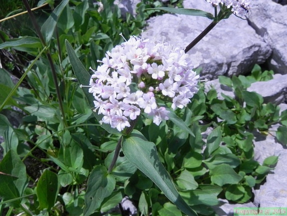 Valeriana montana1