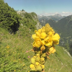 Verbascum