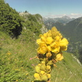 Verbascum montanum1