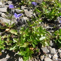 Veronica alpina1