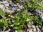 Veronica alpina1