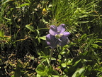 Veronica aphylla1