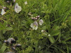 Veronica serpyllifolia1