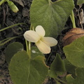 Viola alba1