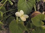 Viola alba1