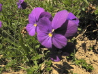 Viola calcarata1