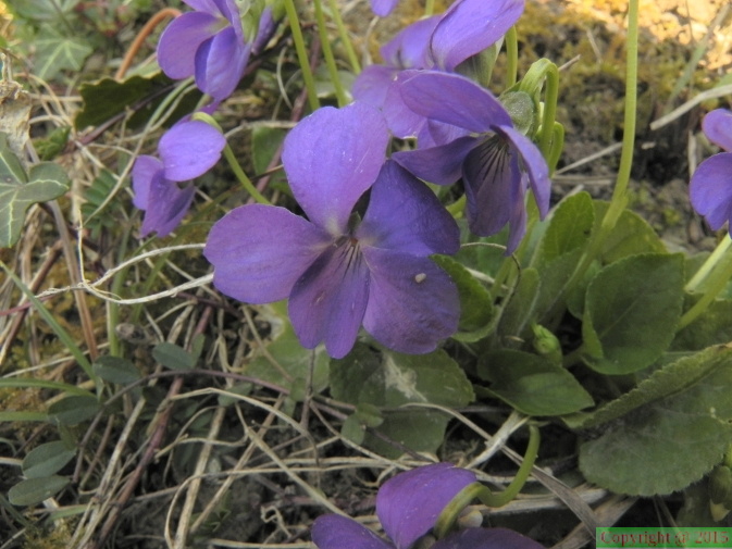 Viola hirta1