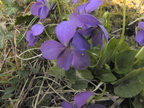 Viola hirta1