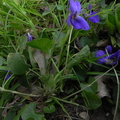 Viola odorata1