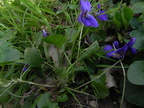Viola odorata1