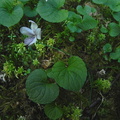Viola palustris1