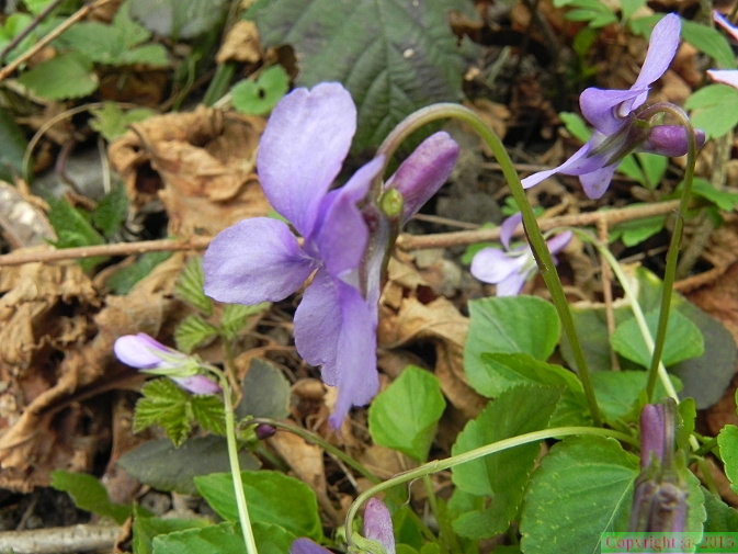Viola reichenbachiana1
