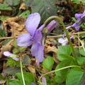 Viola reichenbachiana1