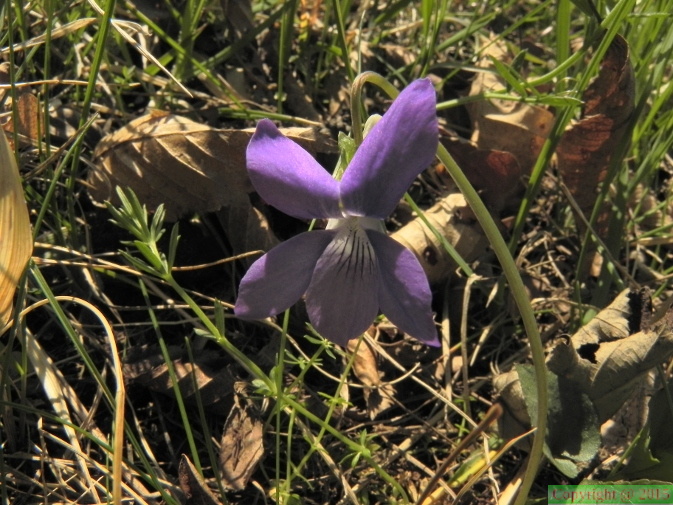 Viola riviniana1