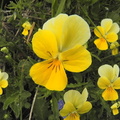 Viola tricolor1