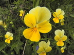 Viola tricolor1