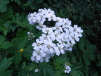 Achillea macrophylla2