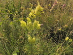 Aconitum anthora2