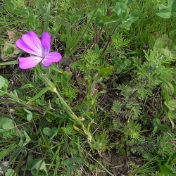 Agrostemma