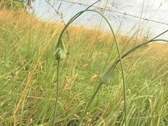 Allium oleraceum2