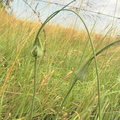 Allium oleraceum2