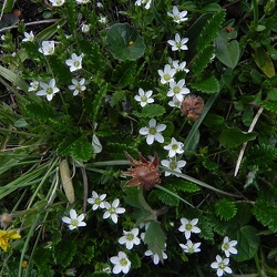 Arenaria