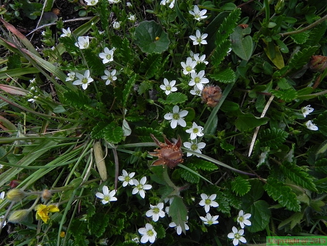 Arenaria_ciliata_ssp_multicaulis2.JPG