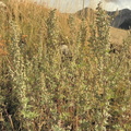Artemisia absinthium2
