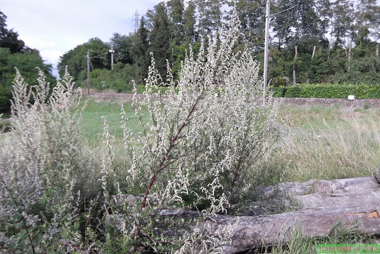 Artemisia_vulgaris2.JPG