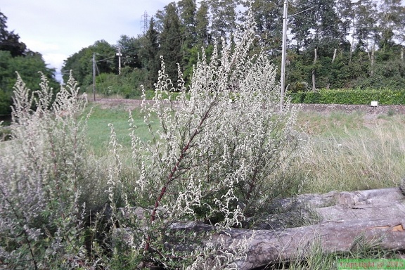 Artemisia vulgaris2