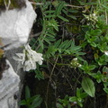 Astragalus australis2