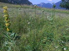 Cephalaria alpina2