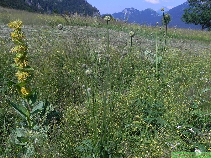 Cephalaria_alpina2.JPG