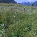 Cephalaria alpina2