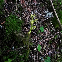 Corallorhiza
