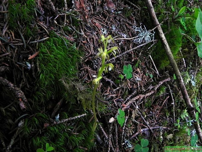 Corallorhiza trifolia2