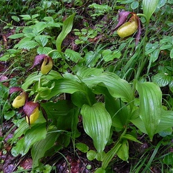 Cypripedium