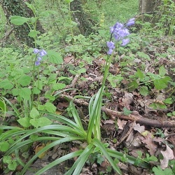 Hyacinthoides (nouveau)