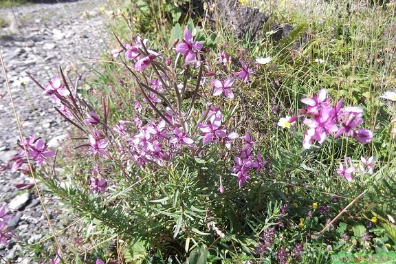 Epilobium rosmarinifolium2