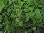 Equisetum silvaticum2