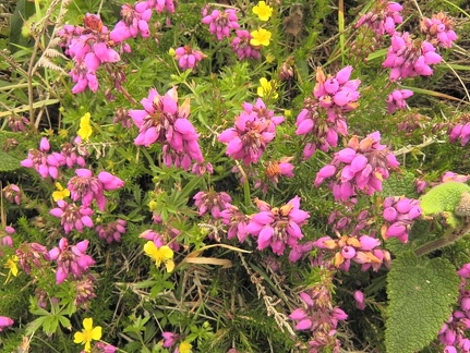 Erica cinerea2